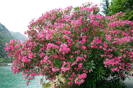 OLEANDER NERIUM ODORUM